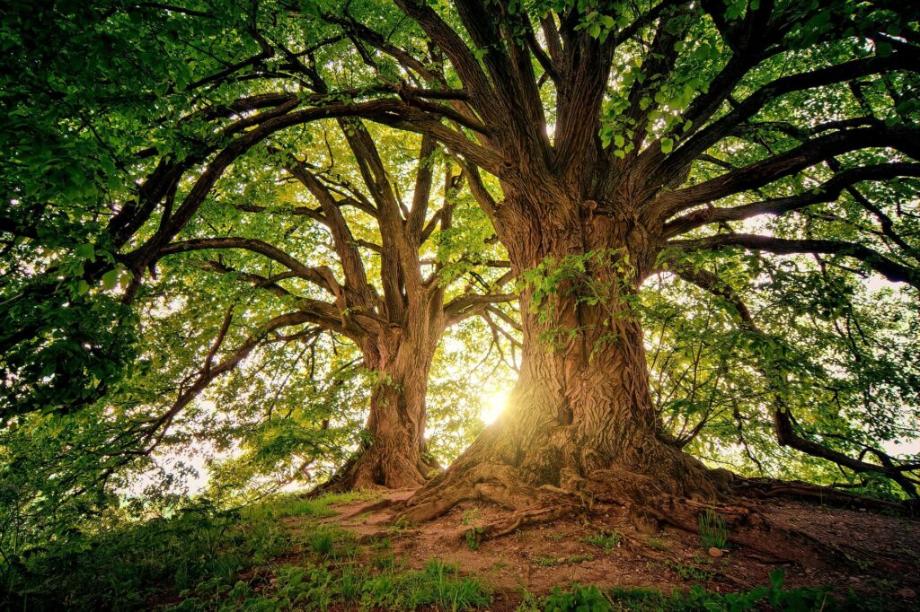 ALBERI BOSCO