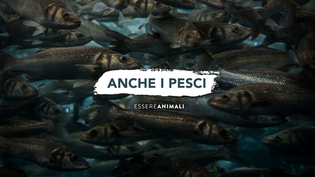 pesce