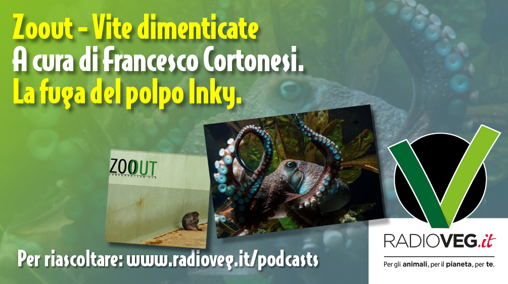 Il polpo Inky