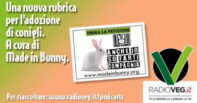 anche io so farti compagnia conigli made in bunny