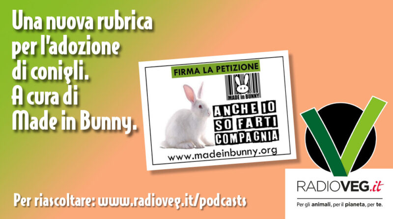 anche io so farti compagnia conigli made in bunny