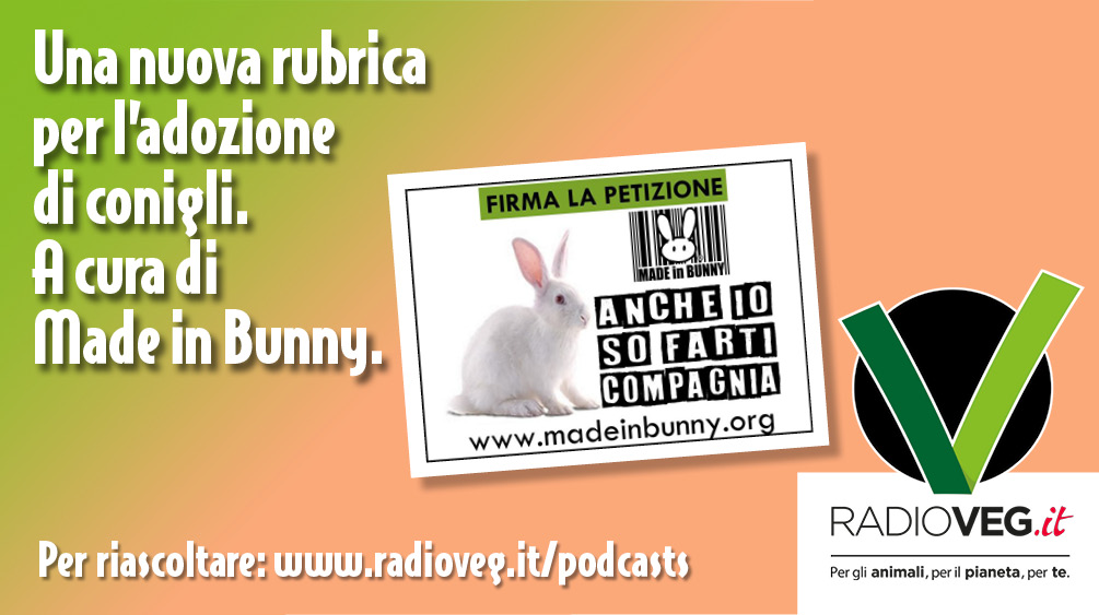 anche io so farti compagnia conigli made in bunny