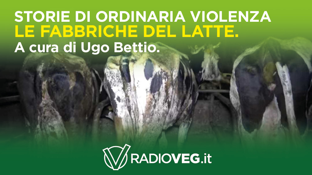 storie di ordinaria violenza - IL LATTE