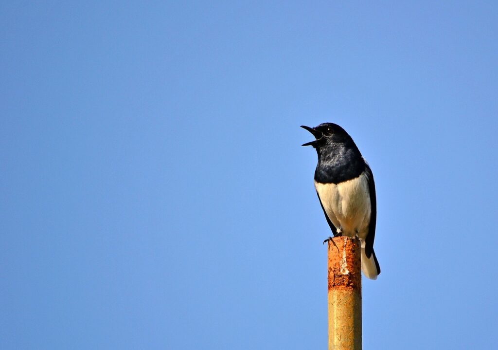 canto degli uccelli