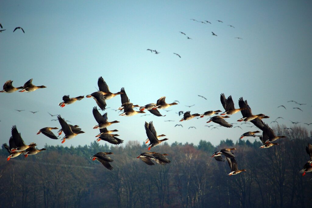 uccelli migratori