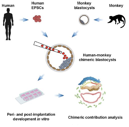 blastocisti-scimmia-uomo