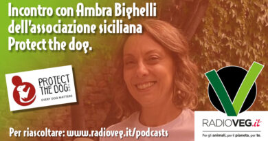 AMBRA BIGHELLI PROTECT THE DOG