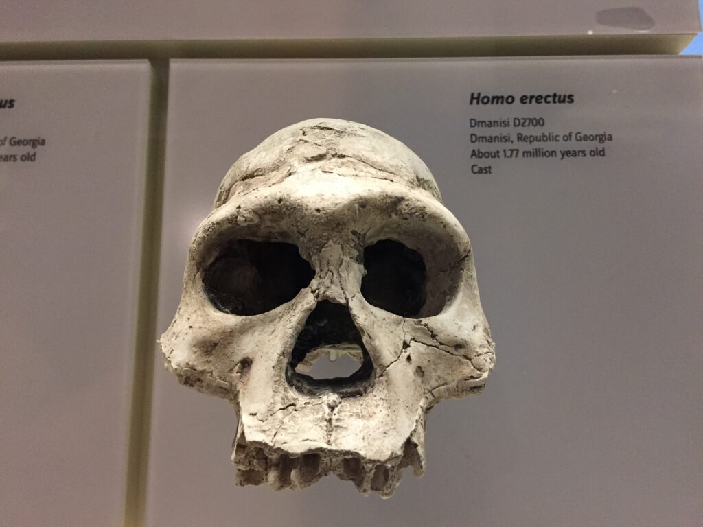 homo erectus