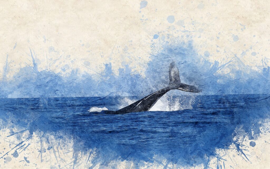 balena minke