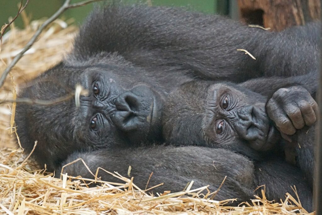 gorilla da pixabay