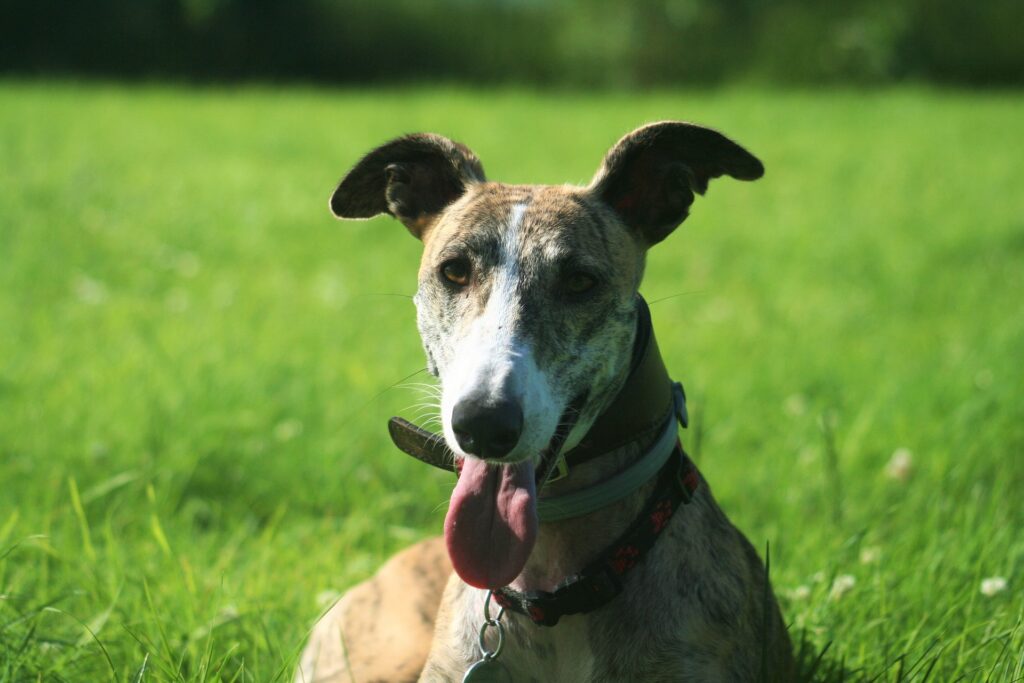 GALGOS SPAGNOLI