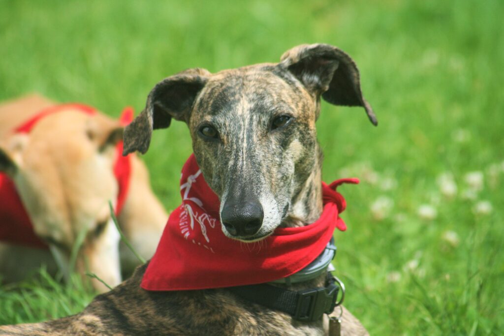 GALGOS SPAGNOLI