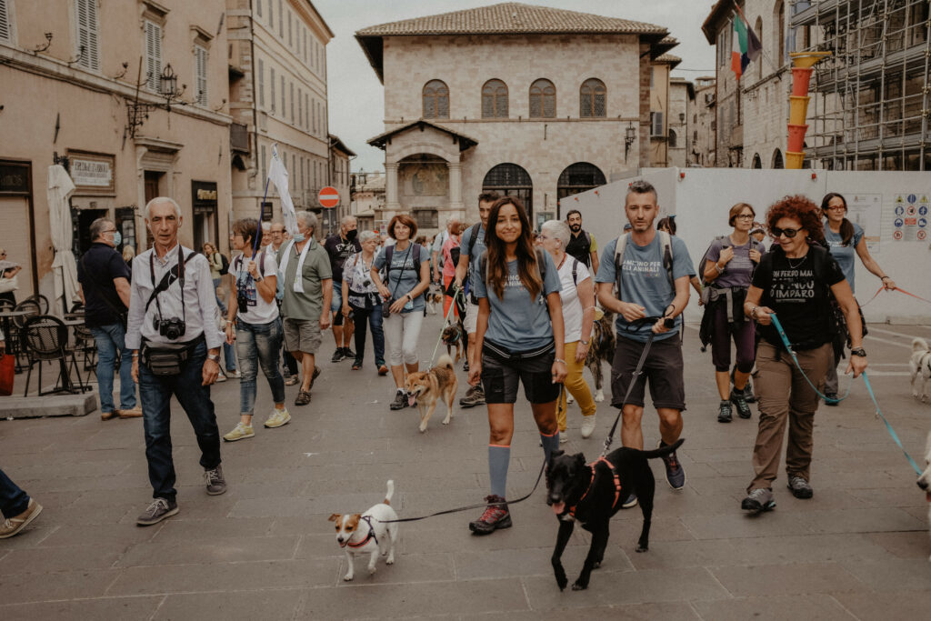 cammino degli animali