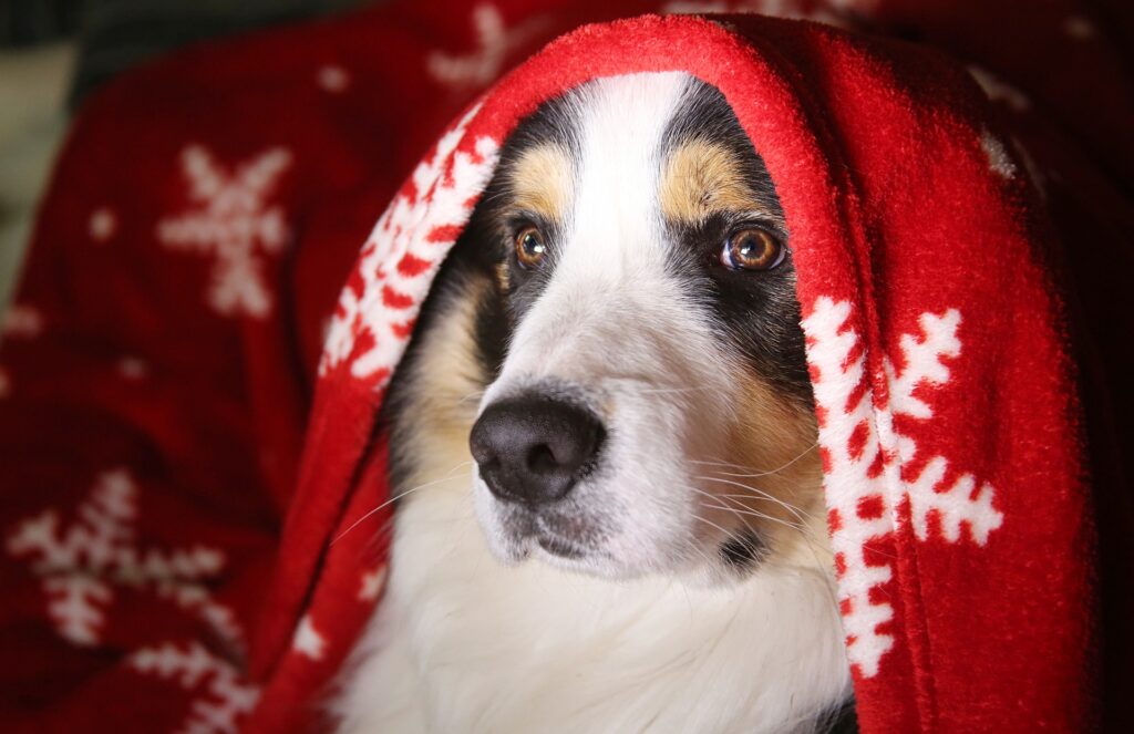 border collie