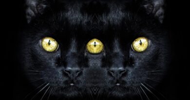 gatto nero