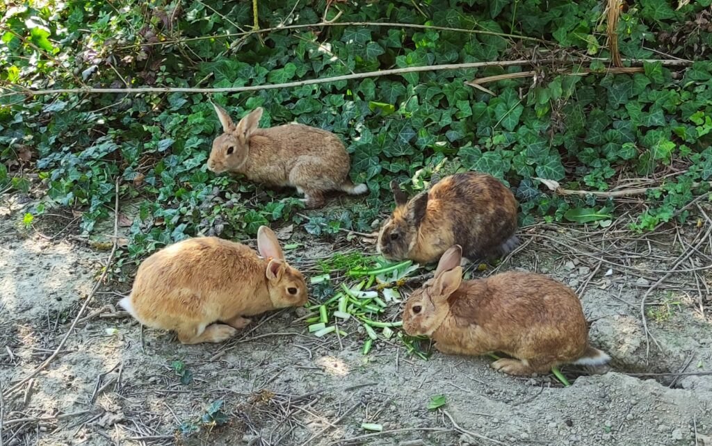 CONIGLI PARCO AGOSTI FORLÍ