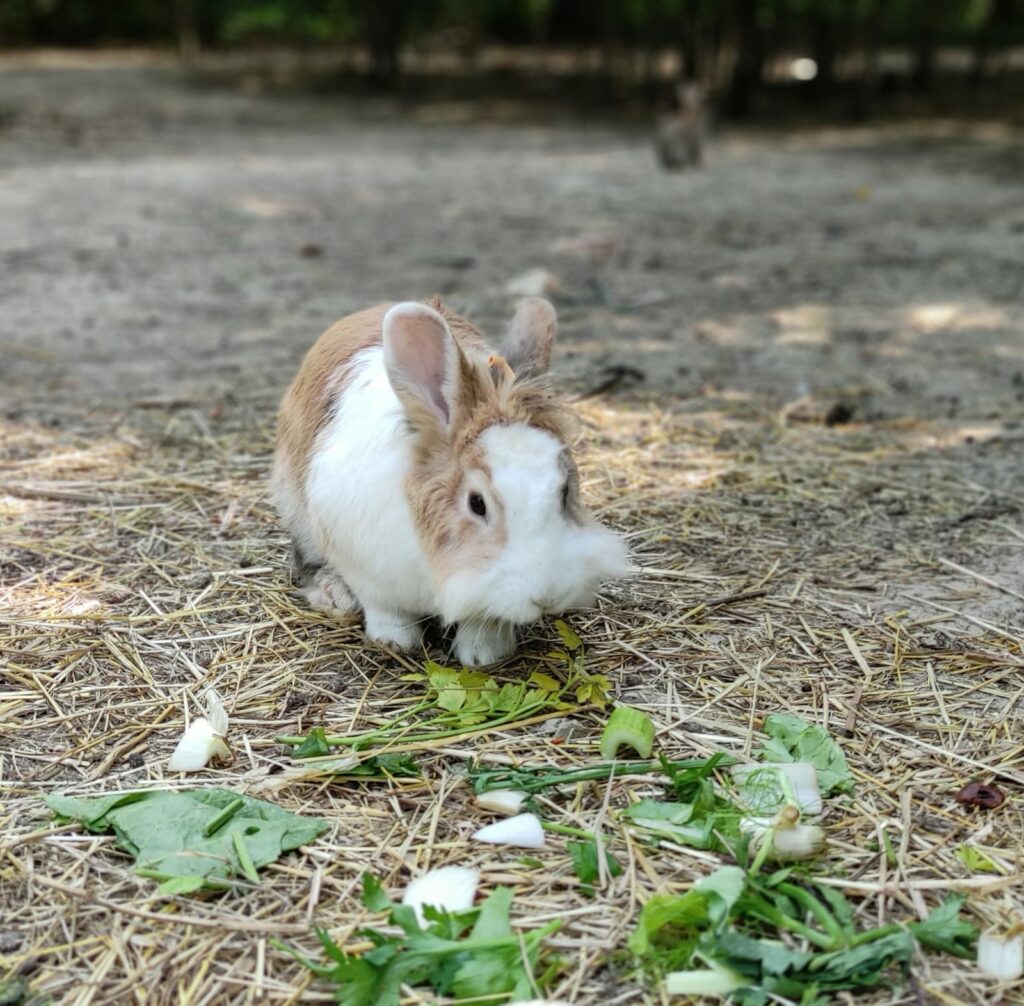 CONIGLI PARCO AGOSTI FORLÍ