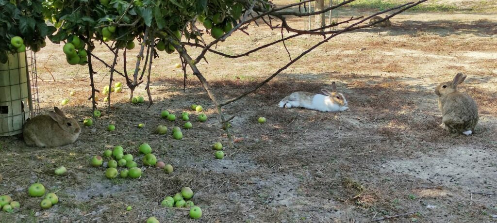 CONIGLI PARCO AGOSTI FORLÍ