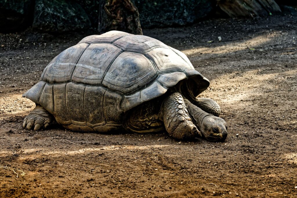 tartaruga gigante