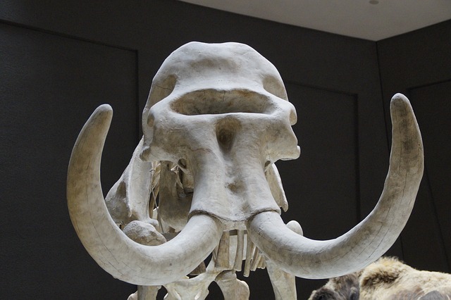 scheletro mammut