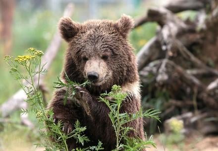 Orso salvato al santuario in ucraina