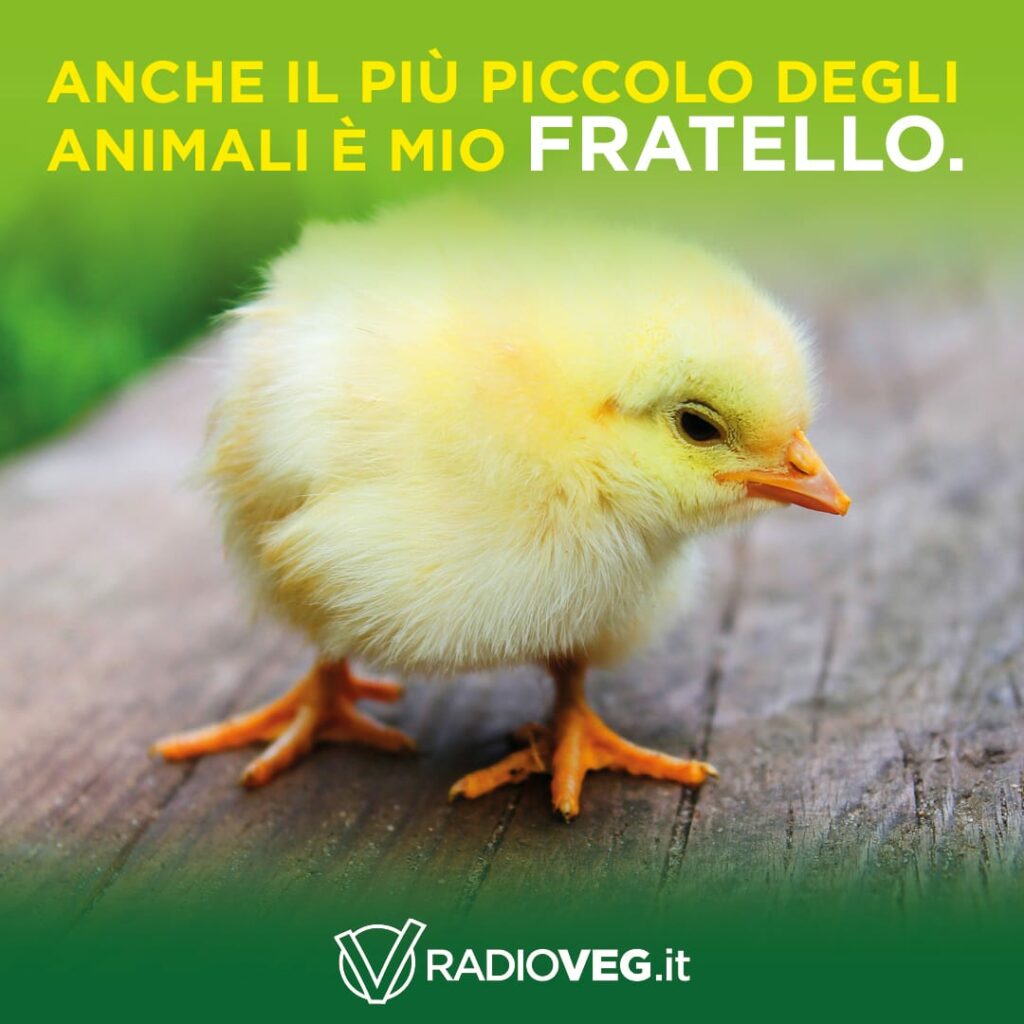 radioveg.it la rinascica