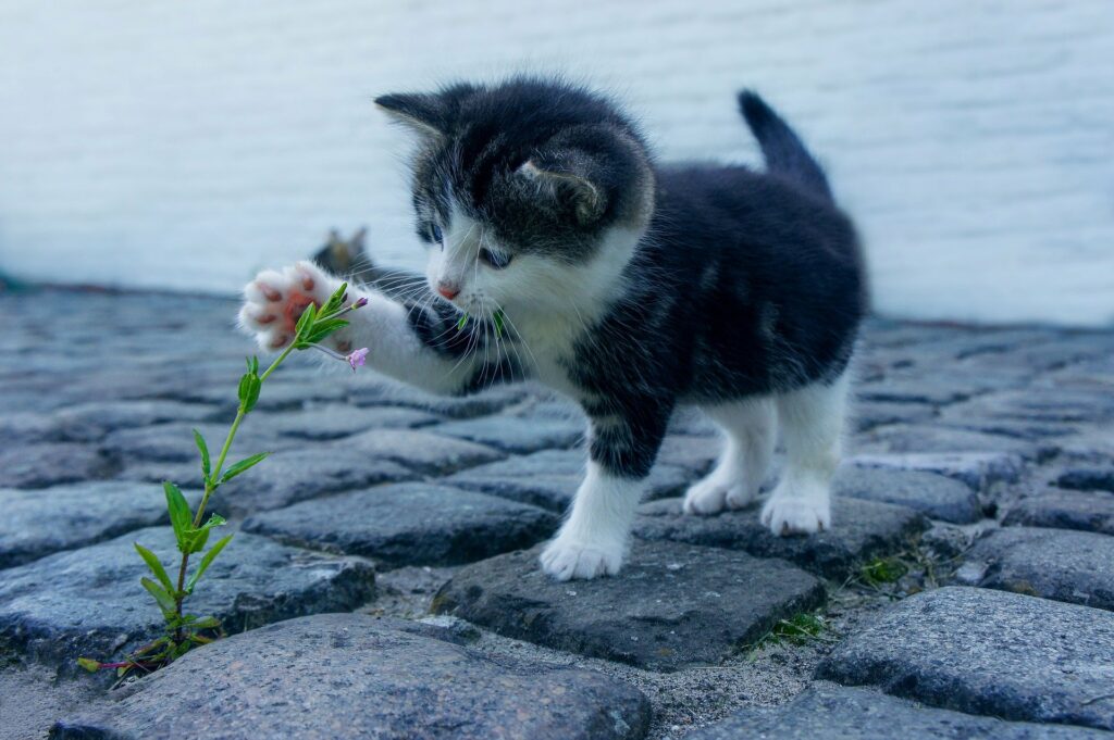 gatto fiori