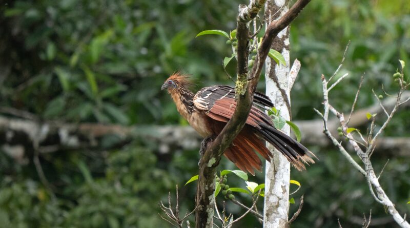 ecuador animale selvatico