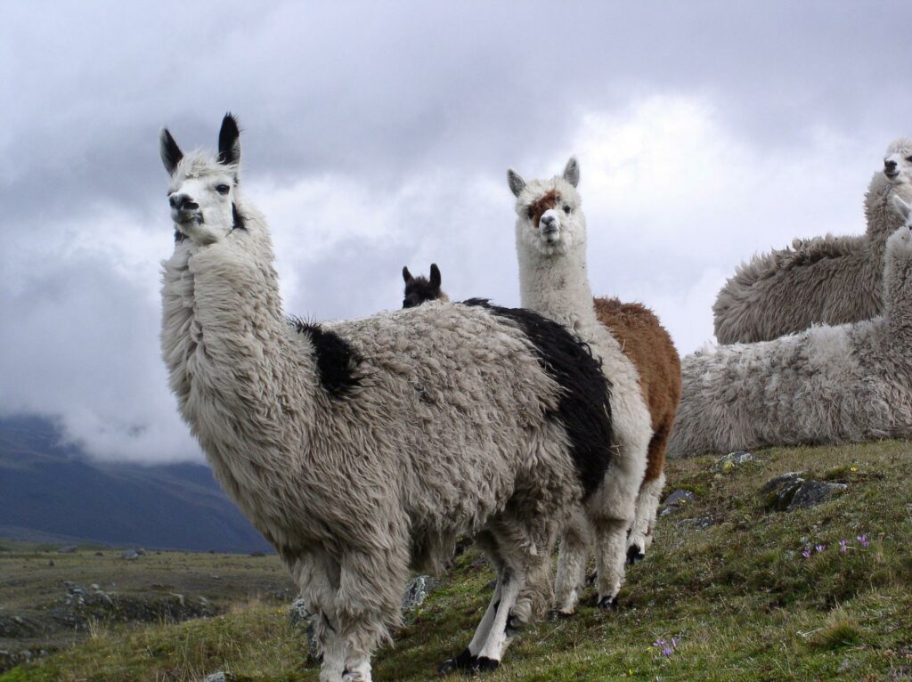 ecuador lama