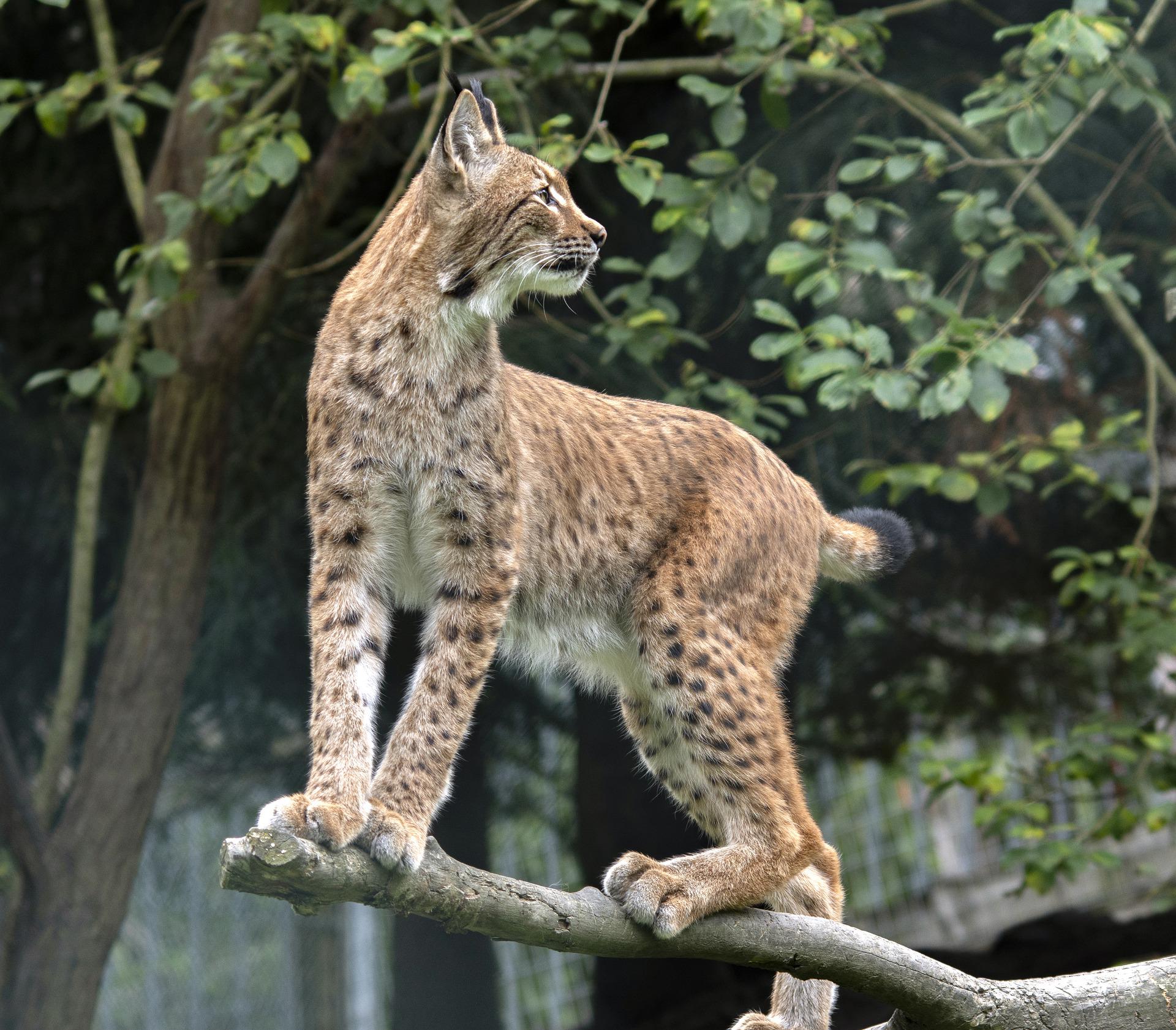 lince