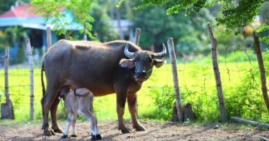 mamma bufalo e cucciolo