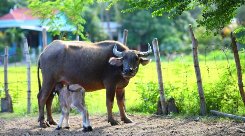 mamma bufalo e cucciolo