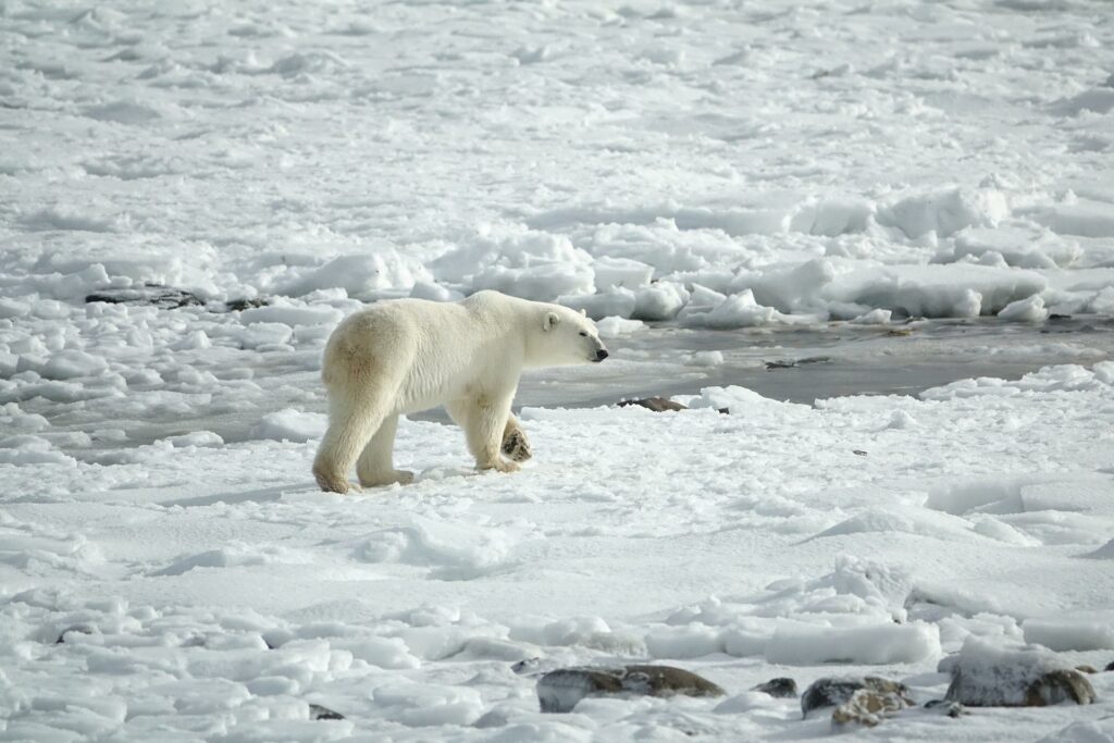 orso polare