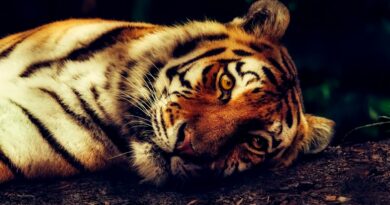 tigre