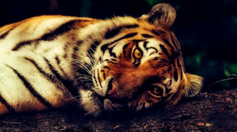 tigre