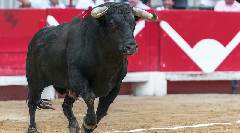 corrida tauromachia