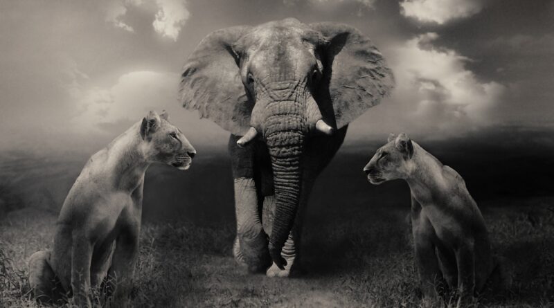 leoni elefanti