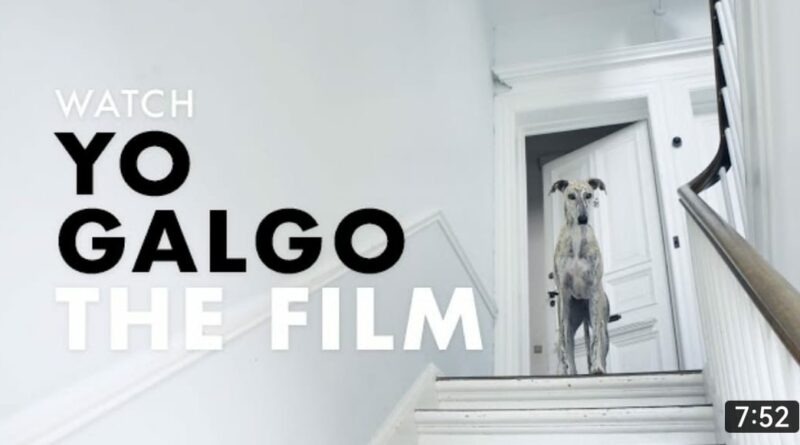 yo galgo documentario