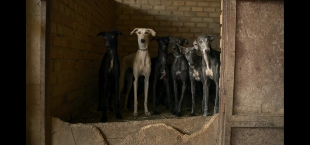 yo galgos frame documentario