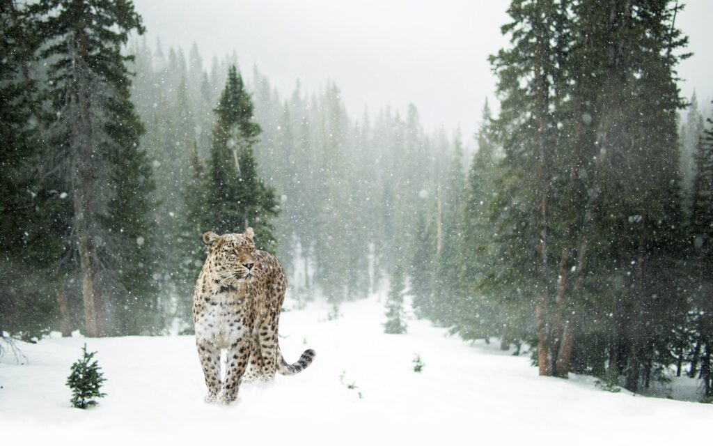 leopardo delle nevi