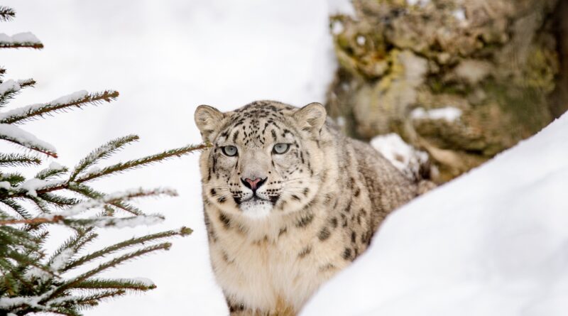 leopardo delle nevi