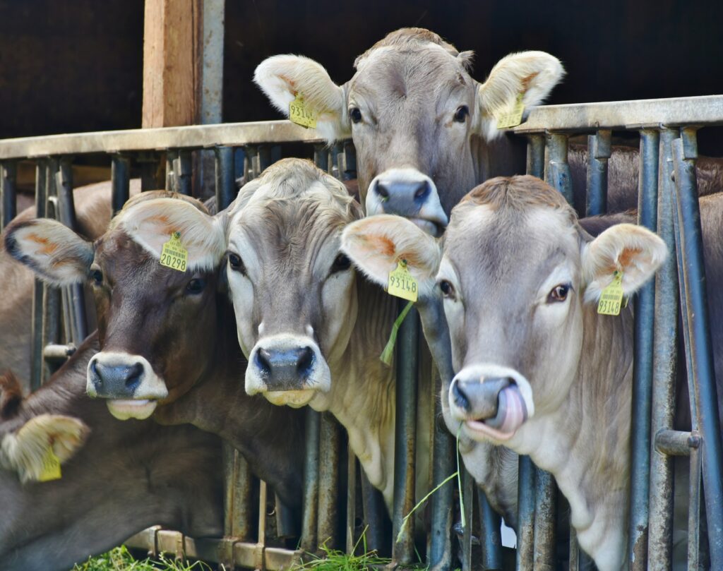 mucche allevamento
