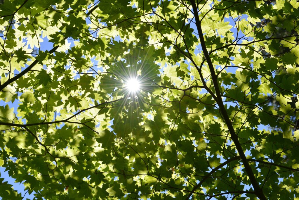 albero sole fotosintesi