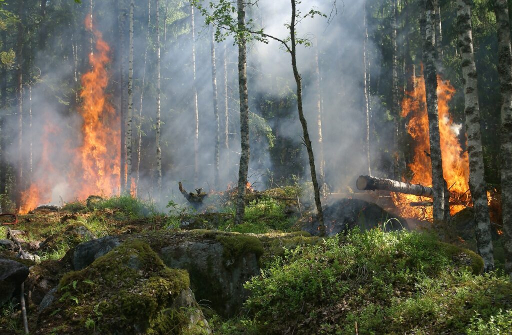 Foresta incendio