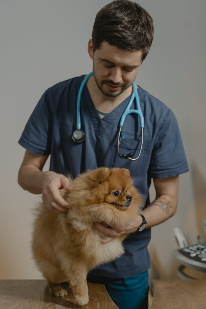 veterinario cane