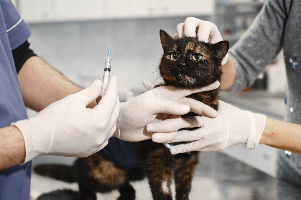 veterinario gatto