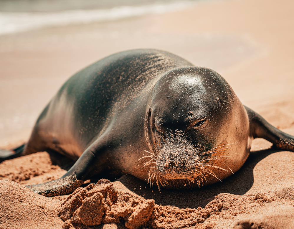 foca monaca