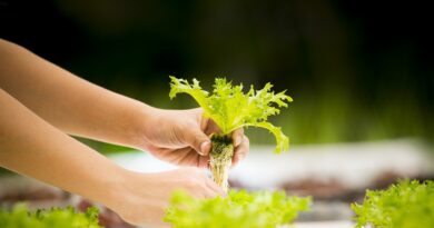 Hydroponic Vertical Garden