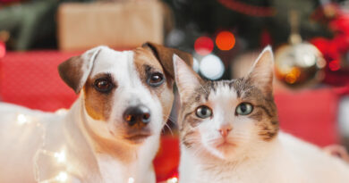 cane e gatto natale