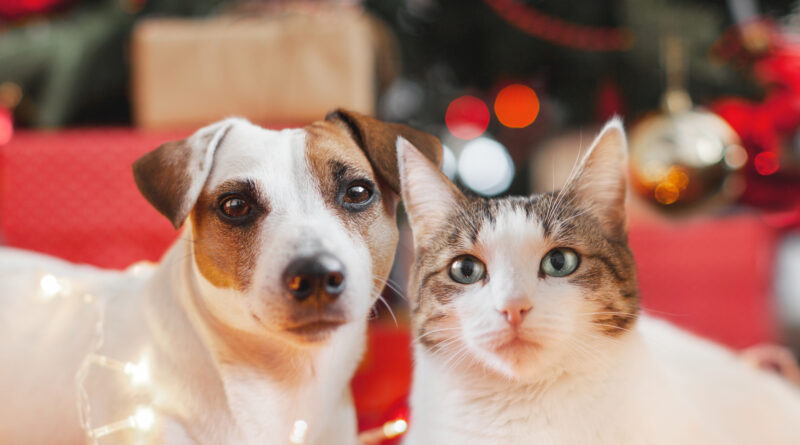 cane e gatto natale